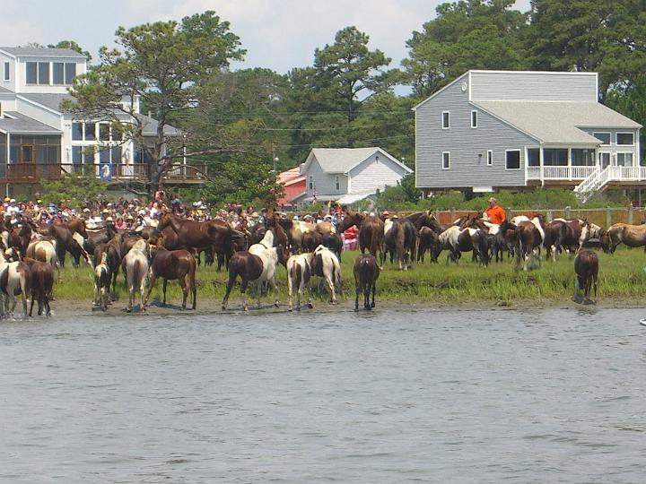 Chincoteague Pony Swim July 2007 070.JPG